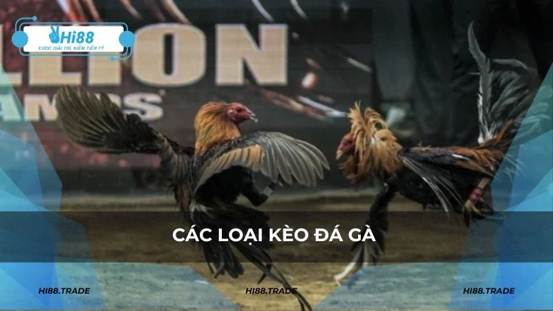 Hướng dẫn các bước tham gia đá gà HI88 dành cho người mới